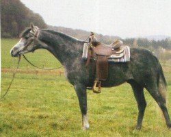 horse Perses (Arabian, 2001, from Laheeb 1996 EAO ox)