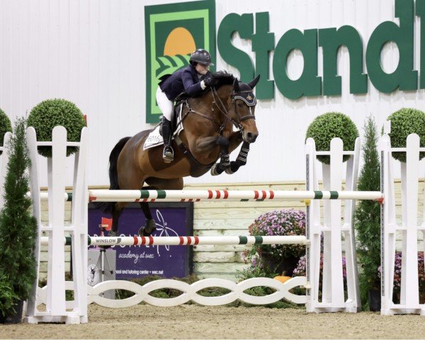 Springpferd Harmonie L (KWPN (Niederländisches Warmblut), 2012, von Dutch Design)