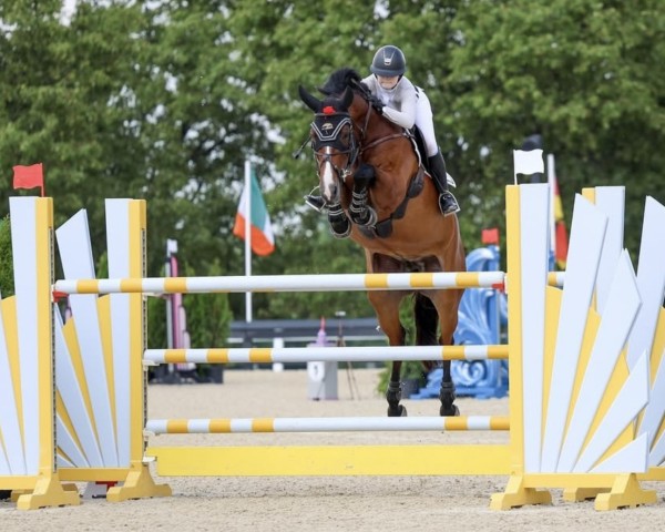 Springpferd Indira-Retta (KWPN (Niederländisches Warmblut), 2013, von Plot Blue)