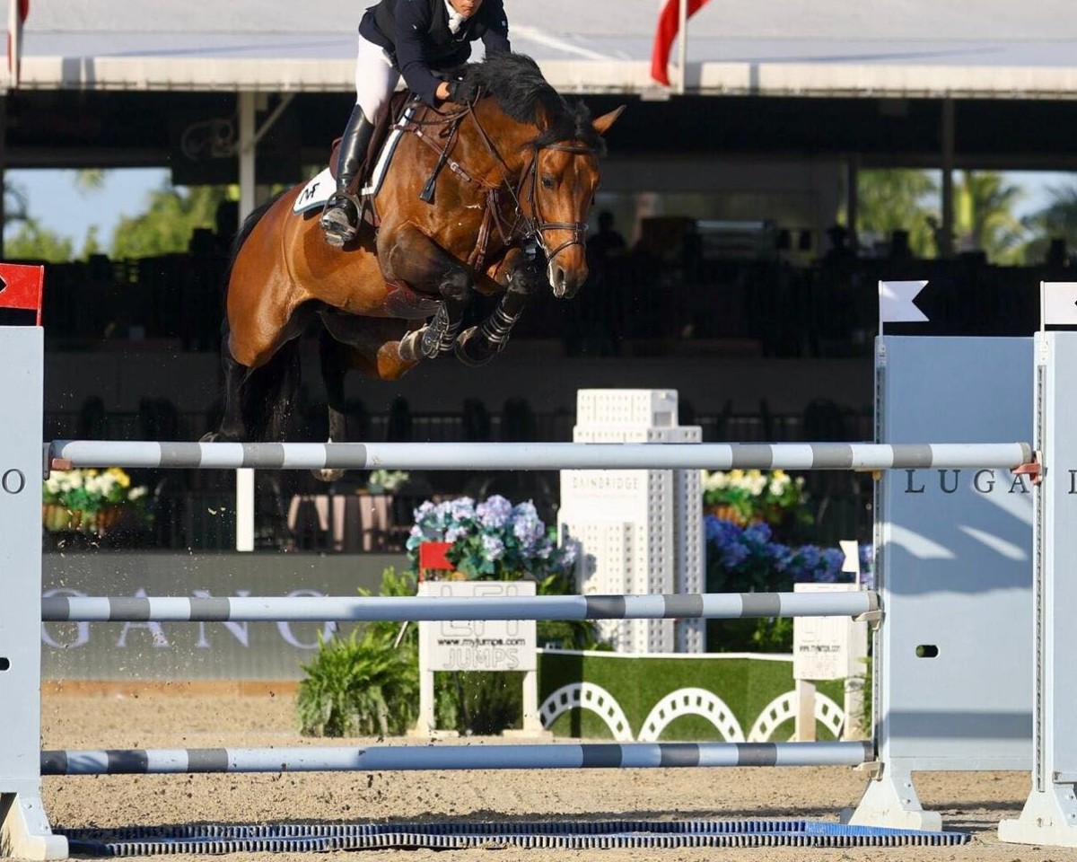 stallion Lyon 50 (Hanoverian, 2014, from Lord Argentinus)