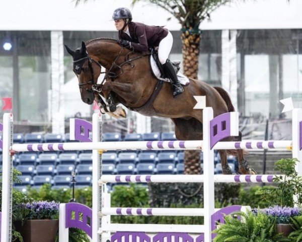 Springpferd Nixon van D'Abelendreef (Belgisches Warmblut, 2013, von Diamant de Semilly)