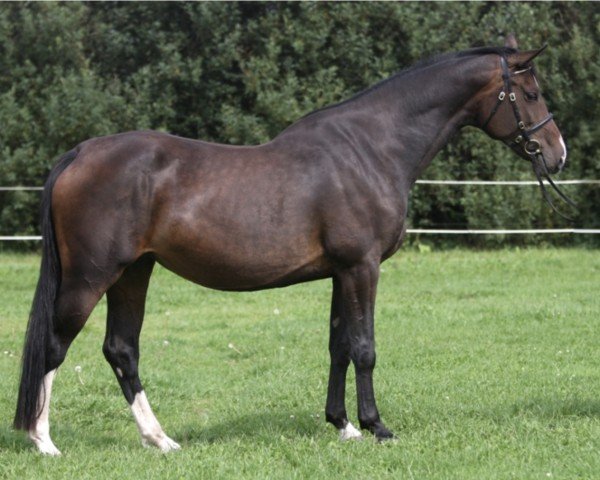Zuchtstute Lamaze F. Damgaard (Holsteiner, 2007, von Contendro I)
