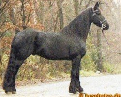 horse Turbo (Friese, 2001, from Olof 315 P)