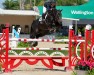 jumper Concentalla PS (Oldenburg show jumper, 2016, from Conthargos)