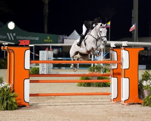 jumper Vitus K (Hanoverian, 2010, from Verdi)