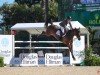 jumper Caraghs Quality Lady (Irish Sport Horse, 2013, from Obos Quality)