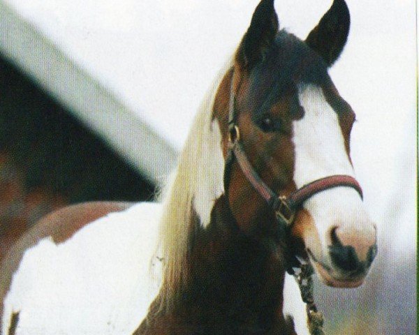 horse Big Tip (Paint Horse, 2001, from Big Steps Snow Boy)