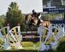 Springpferd Nat King Cole (Schwedisches Warmblut, 2010, von Diamant de Revel)