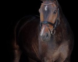 dressage horse Bono 5 (Westphalian, 2008, from Bravissimo)