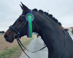 dressage horse Herzenslicht (Trakehner, 2011, from Elfado)