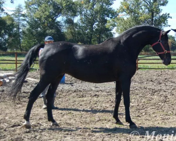 broodmare Ampina (Schlesier, 1993, from As (As))