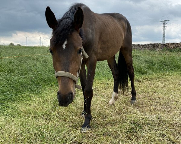 Zuchtstute Leslie (Deutsches Reitpony, 2019, von Bünteeichen Ricardo)