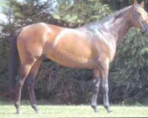 Pferd Battant du Bost AA (Anglo-Araber, 1989, von Fast AA)