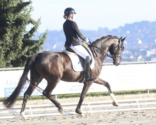 Dressurpferd Sun Hit BTH (Deutsches Sportpferd, 2019, von Secret)