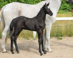 jumper Diana (Oldenburg show jumper, 2021, from Diamant de Semilly)