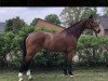 jumper Qi Gong 3 (Oldenburg, 2008, from Quintender 2)