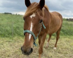 horse Jeronimo (Lewitzer, 2001, from Jubilar)