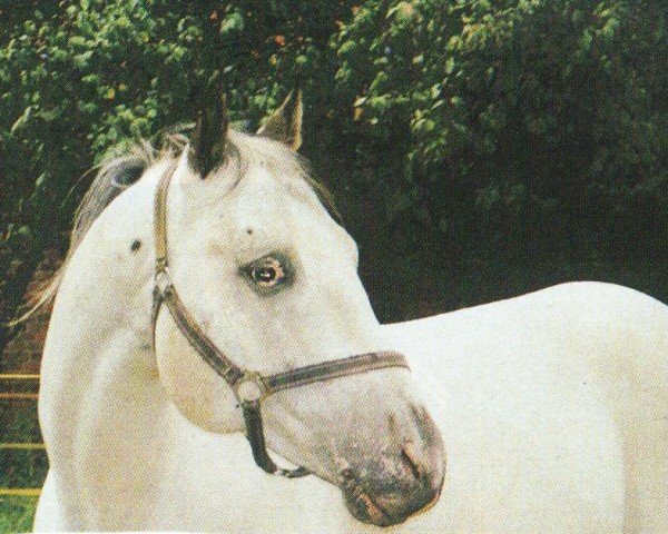 horse Goers Prince Rugen (Appaloosa, 1998, from Native Goer)