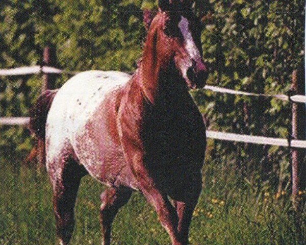 stallion Lapwai Dream (Appaloosa, 1999, from Brightest Dream)