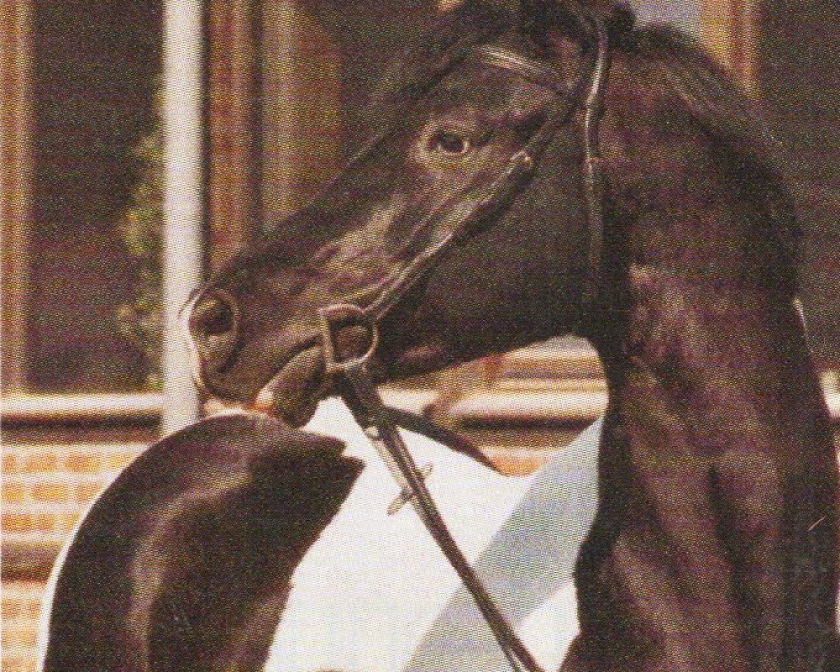 Deckhengst Slater (Pinto mit Reitpferdepedigree, 1994, von Samber)