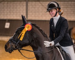 dressage horse Rodylana (Czech Warmblood, 2013)