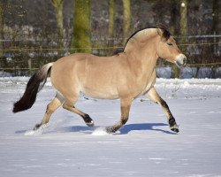 broodmare Evita (Fjord Horse, 2008, from Tsjerk)