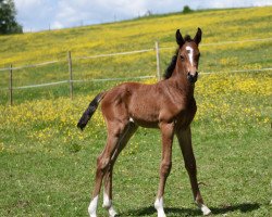 Springpferd Graf Demirelle (Westfale, 2021, von Dembelé L)