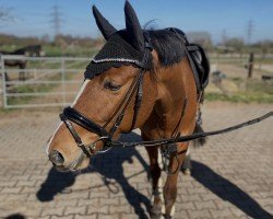 Dressurpferd Destino (Deutsches Reitpony, 2019, von Doublemaker G)