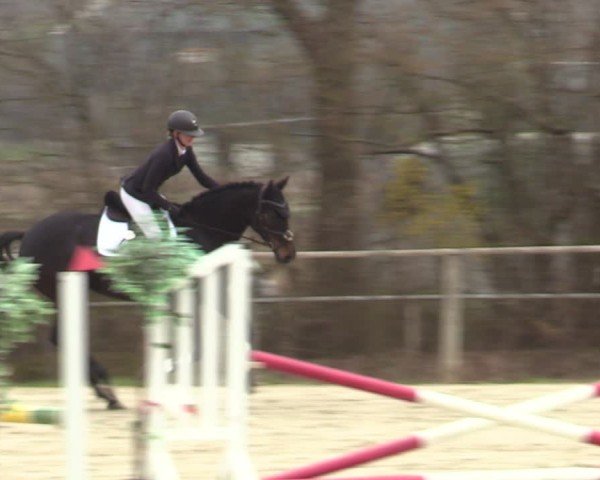 Reitturnier Springe 2025