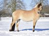 broodmare Ikari (Fjord Horse, 2012, from Kastanjegårdens Hannibal)