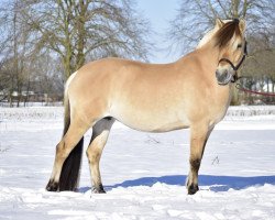 broodmare Ikari (Fjord Horse, 2012, from Kastanjegårdens Hannibal)