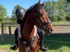 jumper Eldorado's Heartbeat (German Sport Horse, 2018, from Eldorado vd Zeshoek Tn)