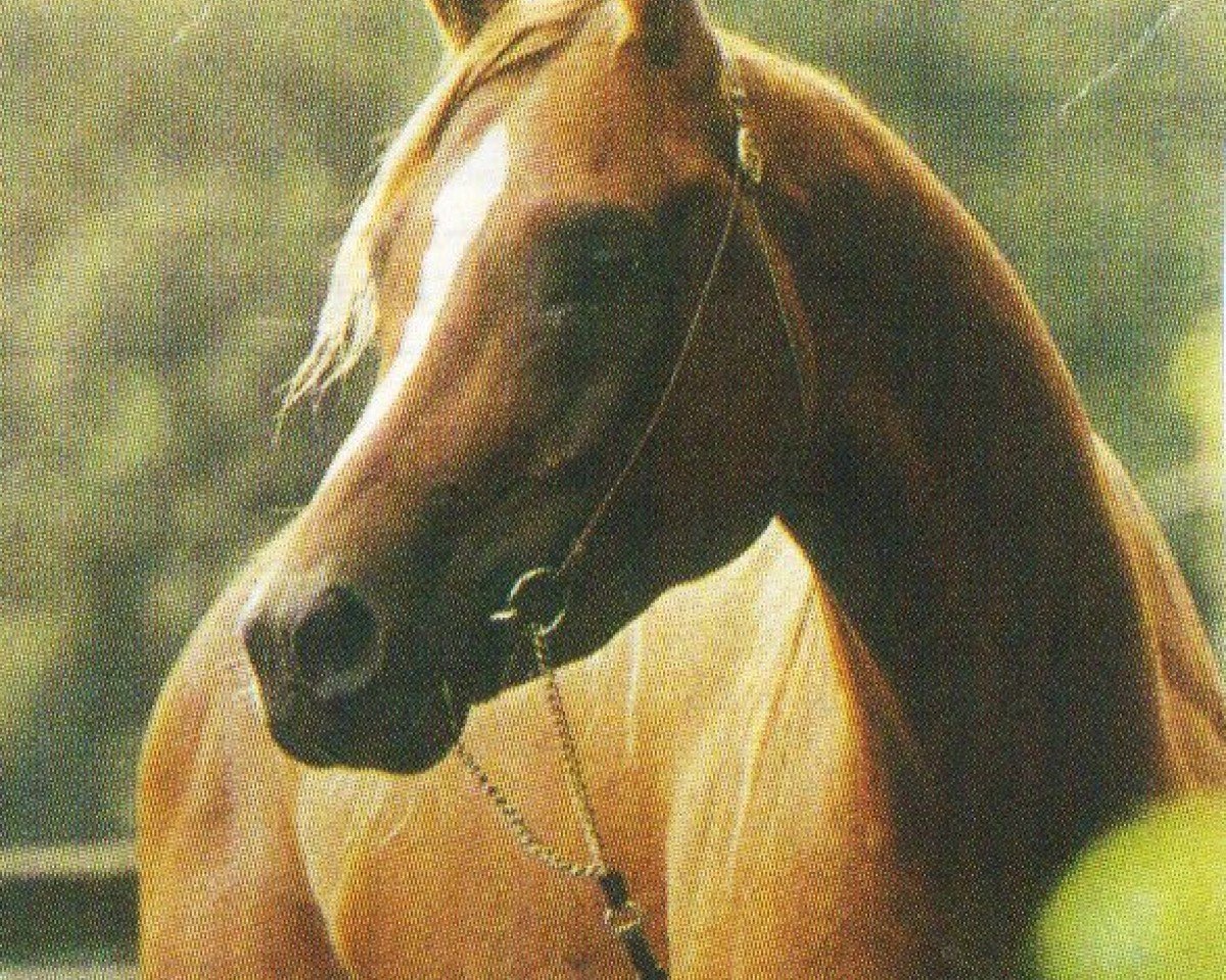 Deckhengst Diamond Head ox (Vollblutaraber, 1996, von Negasimiy 1988 ox)