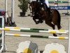 jumper Mackmyra (Oldenburg show jumper, 2012, from Mylord Carthago)