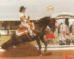 stallion Black Cody Jac (Quarter Horse, 1998, from Hollywood Cody Jac)