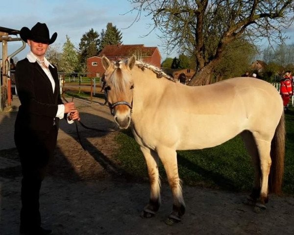 horse Quaade's Freja (Fjord Horse, 2009, from Cadeau Halsnæs)