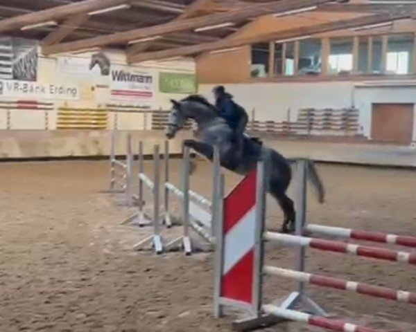 jumper Benito Bellini (Westphalian, 2019, from Balous Bellini)