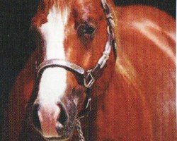 Pferd Rifleman (Quarter Horse, 2003, von Smart Chic Olena)