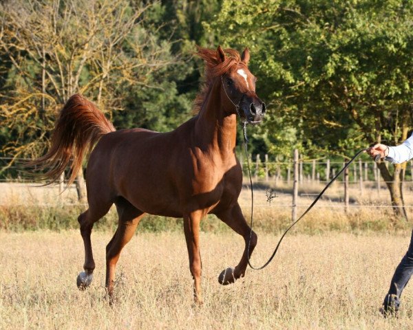 broodmare Nashmirah (Arabian thoroughbred, 2015, from DF Nashwan ox)