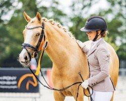 broodmare Di Championa AT (German Riding Pony, 2019, from Dimension AT NRW)