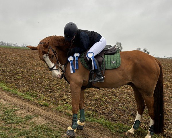 Springpferd Lunik Mission (Hannoveraner, 2011, von Le Cou Cou)