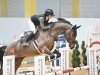 Springpferd Pop It WB (Holsteiner, 2017, von Dinken)
