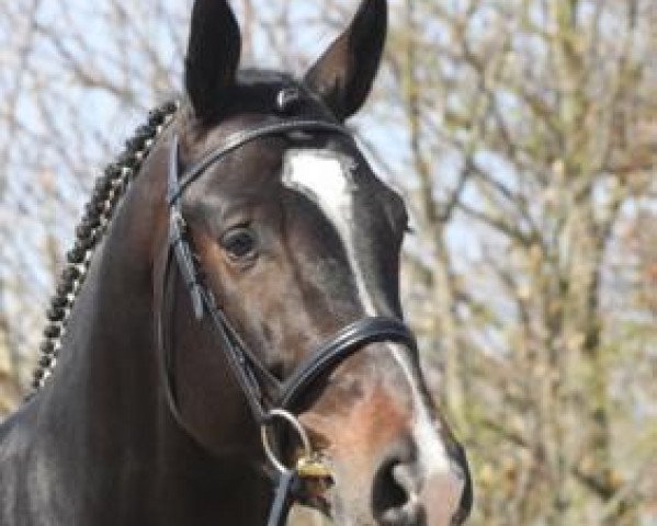 stallion Chivas (Hanoverian, 2004, from Conteur)