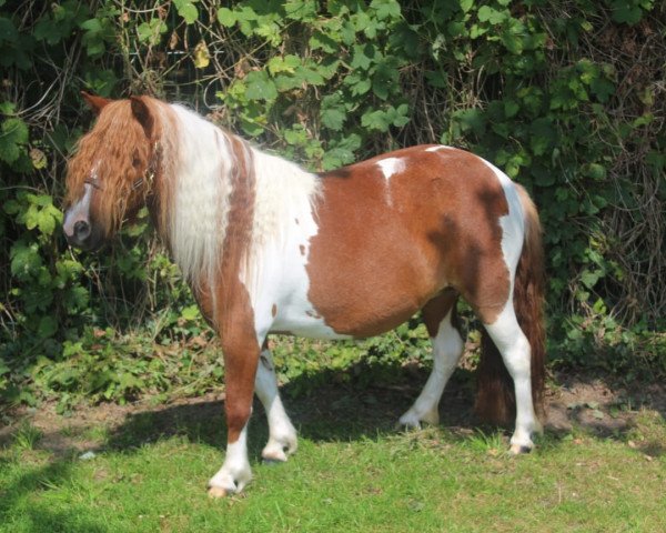 broodmare Meerhusens Hestah (Shetland Pony, 2016, from Vympel von der Ostsee)