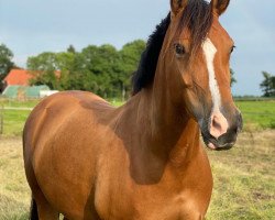 dressage horse Karamba H (Anglo Europäisches Sportpferd, 2015, from Halifax)