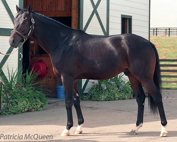 Deckhengst Risen Star xx (Englisches Vollblut, 1985, von Secretariat xx)