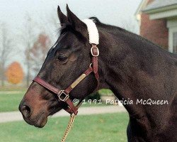 broodmare Cinegita xx (Thoroughbred, 1977, from Secretariat xx)