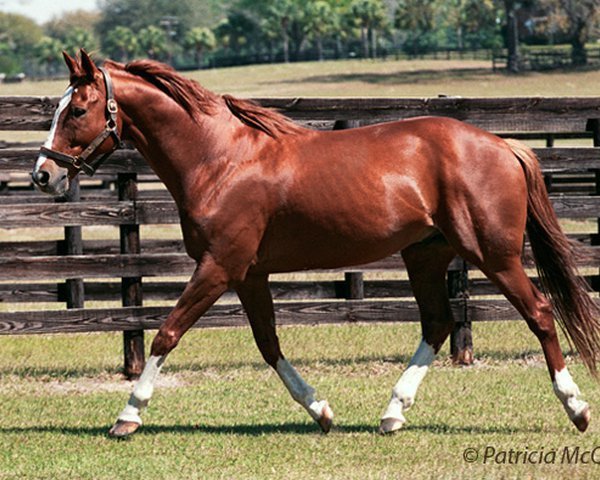 stallion Image of Greatness xx (Thoroughbred, 1982, from Secretariat xx)