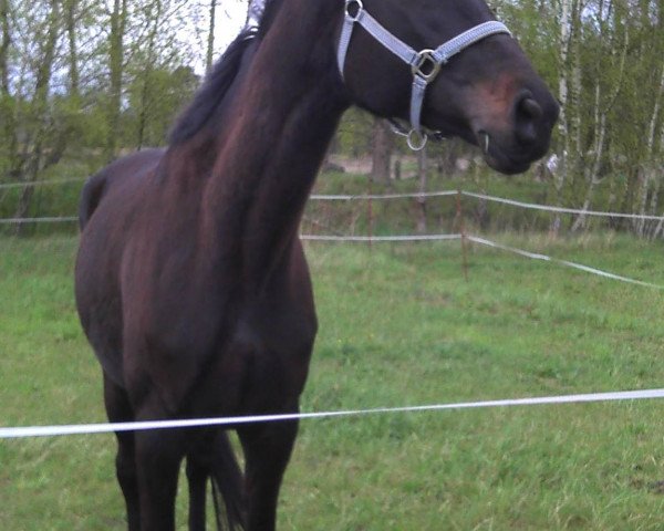 dressage horse Indian Delight (Trakehner, 2010, from Delikat)