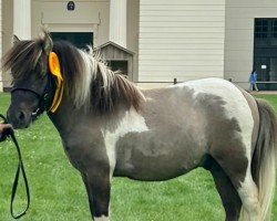 horse Archie vom Wische Hof (Dt.Part-bred Shetland pony, 2021, from Ambitie van de Zandkamp)